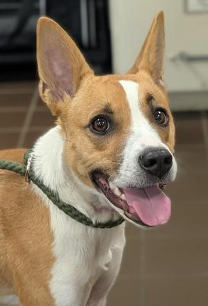 Log Dog, Mixed Breed, puppy, available for adoption