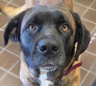 Mayla, Mastiff / Labrador Retriever, young, available for adoption