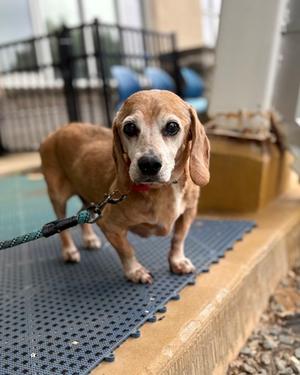 Chorizo, Basset Hound Mix, available for adoption