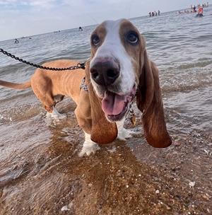 Opal, Basset Hound, available for adoption