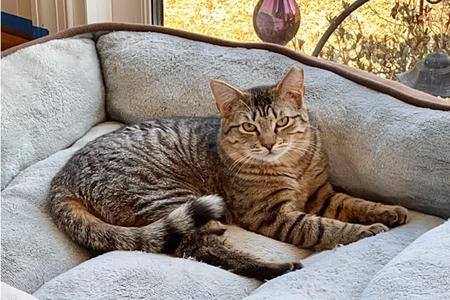 Mango, young, available for adoption