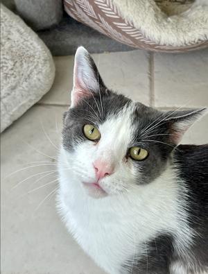 A close-up of a black and white cat with green eyes, looking directly at the camera. The cat has a pink nose and is sitting on a tiled floor with a cat bed in the background.