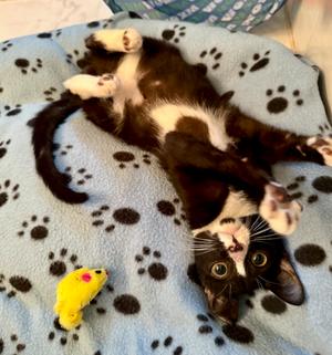 McAdams, kitten, available for adoption