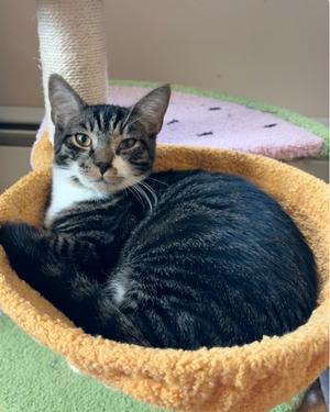 Sackey, kitten, available for adoption