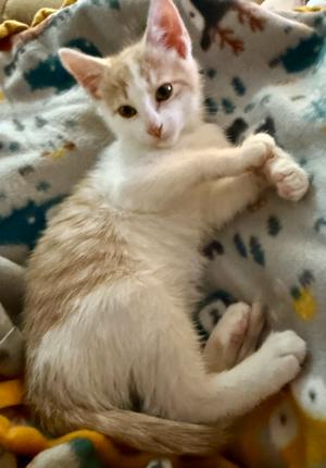 Butterscotch, kitten, available for adoption