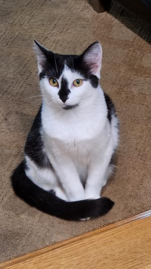 Lisa, kitten, available for adoption