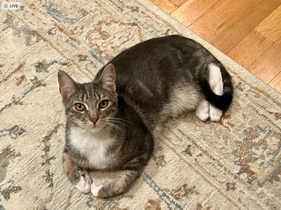 Harissa, kitten, available for adoption