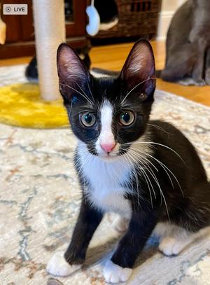 Miso, kitten, available for adoption