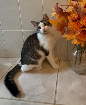 Leta, kitten, available for adoption