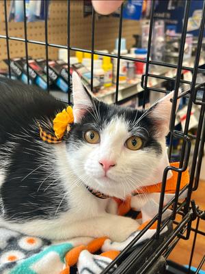 Adam Levine, young, available for adoption