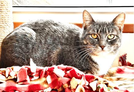 Sage, young, available for adoption