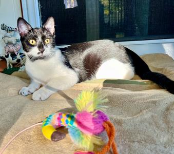 Kipp, kitten, available for adoption