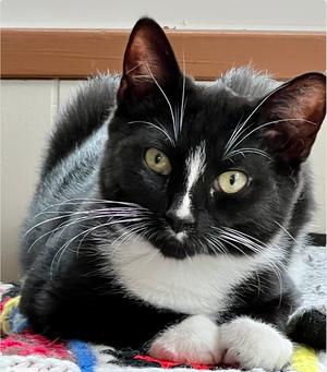 Rigatoni, kitten, available for adoption