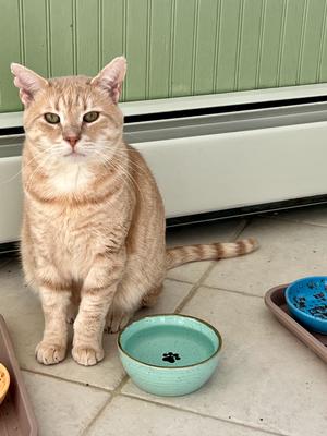 Gordon, young, available for adoption