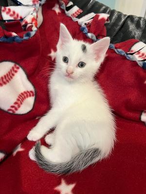 One Dot, kitten, available for adoption