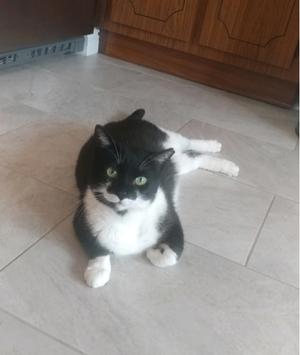 Jamie, adult, available for adoption