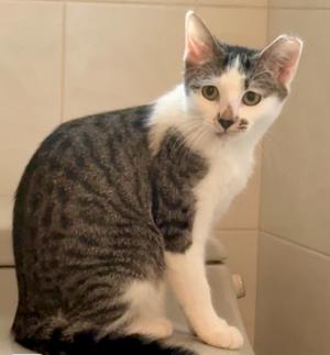 Liana, kitten, available for adoption