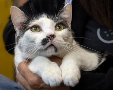 Billie Eilish, young, available for adoption