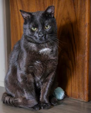 Nuggets, adult, available for adoption