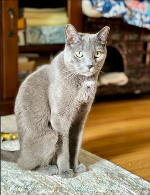 Reese, young, available for adoption