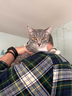 A person wearing a green and blue plaid shirt holds a grey tabby cat on their shoulder.