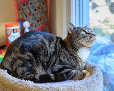 Jayden, young, available for adoption