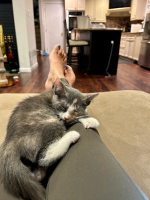 Aryna, kitten, available for adoption