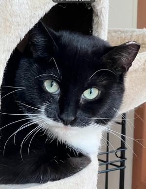 Scampy, young, available for adoption