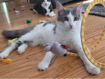 Mr. Floof, kitten, available for adoption