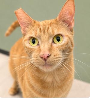 An orange tabby cat with bright green eyes looking directly at the camera.