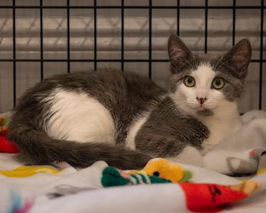 Dexi, kitten, available for adoption