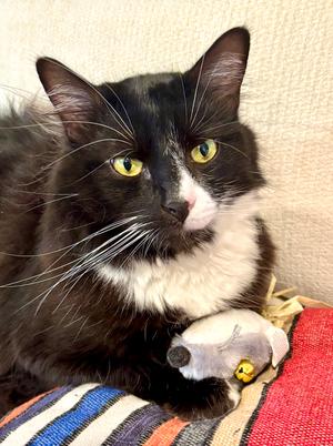 Leonardo, young, available for adoption