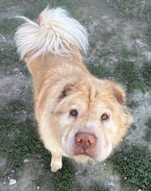 A fluffy, light brown dog with a distinctive wrinkled face and a bushy tail is standing on a patch of grass and dirt. The dog has a calm expression and is looking directly at the camera.