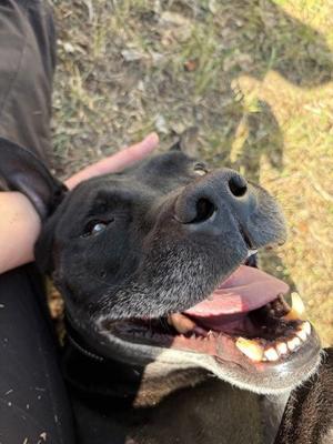 Buju, Pit Bull Terrier, adult, available for adoption