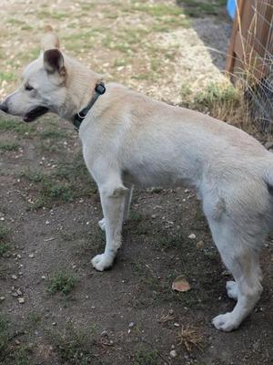 A light-colored dog standing on a dirt ground, wearing a black collar, with its head turned to the side.