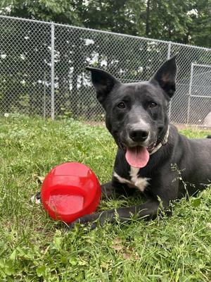 Lomas, Mixed Breed, adult, available for adoption