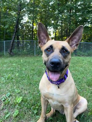 Polly, Mixed Breed, adult, available for adoption
