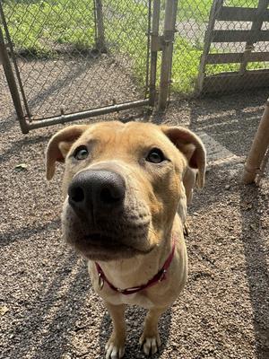 Faith, Mixed Breed, adult, available for adoption