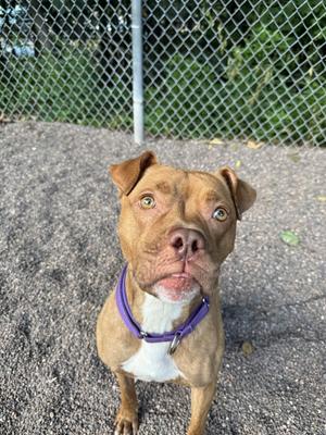 Cardi, Pit Bull Terrier, available for adoption