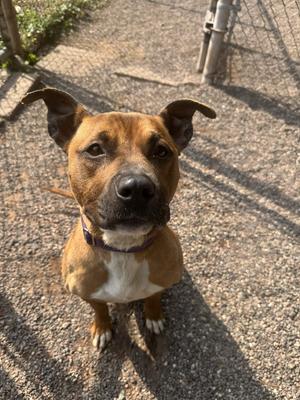 Brielle, Mixed Breed, adult, available for adoption