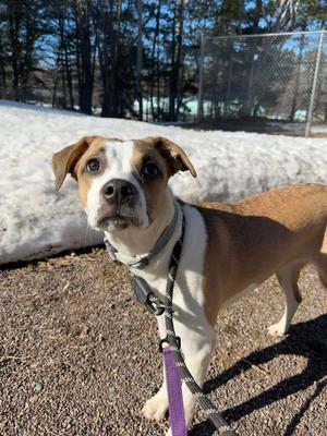 Shark Bait, Mixed Breed, young, available for adoption