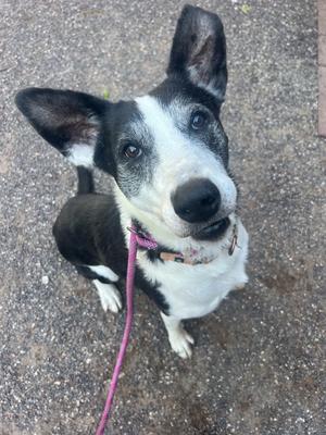 A black and white dog with graying fur around its muzzle, looking up at the camera with its ears perked.