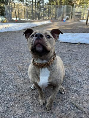 A brindle pitbull mix dog sits attentively outdoors, looking up with its ears perked. It is wearing a patterned collar.