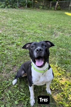 Tres, Mixed Breed, young, available for adoption
