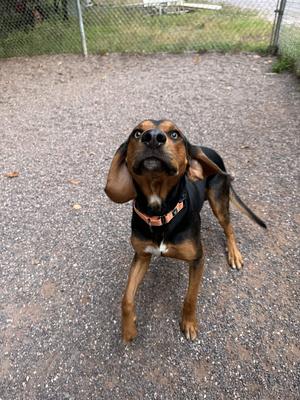 Daryl, Hounds (All Types), young, available for adoption
