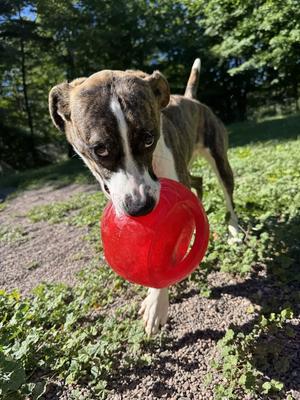 Cupcake, Mixed Breed, puppy, available for adoption