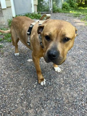 Tank, Pit Bull Terrier, adult, available for adoption