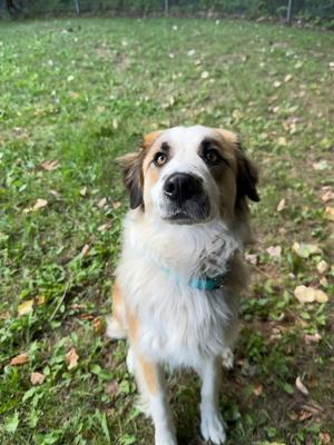 Millie, Mixed Breed, young, available for adoption