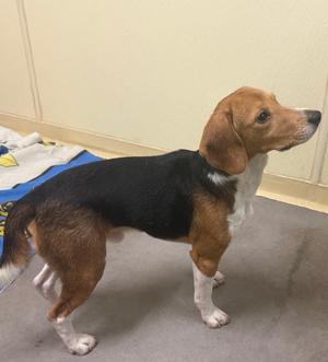 Joe, Beagle, young, available for adoption