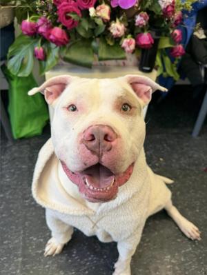 Jasper, Pit Bull Terrier, adult, available for adoption